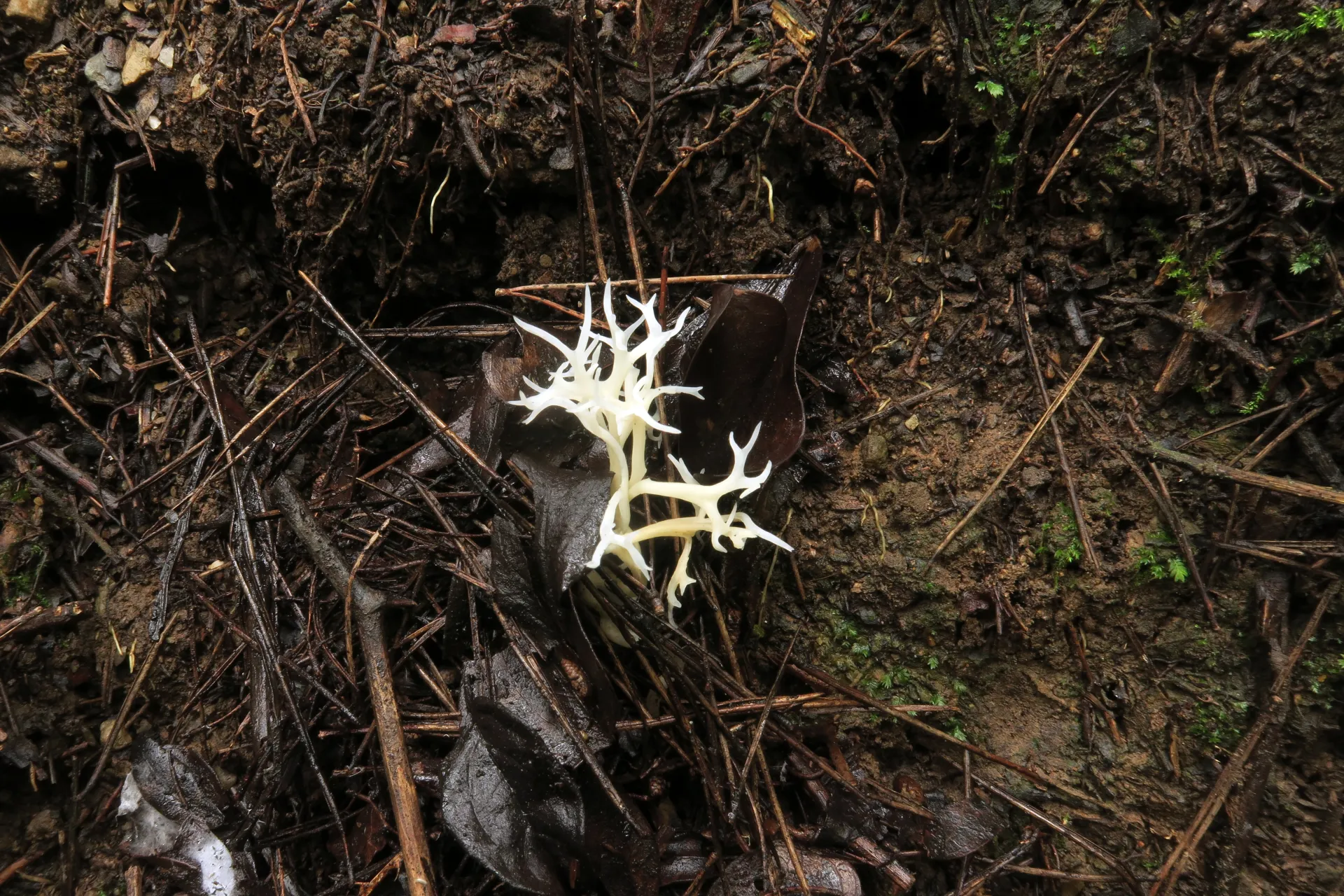 Ramariopsis kunzei - 1 - IMG_4999